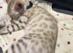 Malachite Green Collar - Bengal Kitten For Sale - Oklahoma City&comma; OK&comma; US