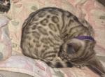 Olivine Purple Collar - Bengal Kitten For Sale - Oklahoma City&comma; OK&comma; US