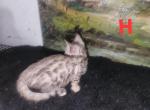 Silivia - Bengal Kitten For Sale - 