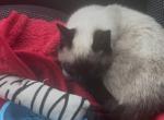 Mocha - Siamese Kitten For Sale - Mc Donough&comma; GA&comma; US