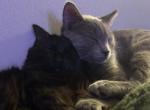 Chief & Keef - Domestic Kitten For Adoption - Champaign&comma; IL&comma; US