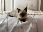 lily - Siamese Kitten For Sale - Barrington&comma; IL&comma; US
