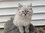 Simon AVAILABLE NOW - Himalayan Kitten For Sale - Peoria&comma; IL&comma; US