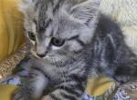 No name - Bengal Kitten For Sale - Thornton&comma; CO&comma; US