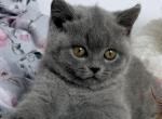 Bayla - British Shorthair Kitten For Sale - Pembroke Pines&comma; FL&comma; US