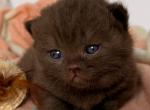 Fiji - British Shorthair Kitten For Sale - Pembroke Pines&comma; FL&comma; US