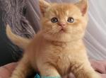 Urban - British Shorthair Kitten For Sale - Pembroke Pines&comma; FL&comma; US