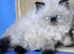 Melissa - Persian Kitten For Sale - Pembroke Pines&comma; FL&comma; US