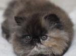 Umka - Persian Kitten For Sale - Pembroke Pines&comma; FL&comma; US