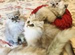 Ready for Forever Homes - Exotic Kitten For Sale - Ponce De Leon&comma; FL&comma; US