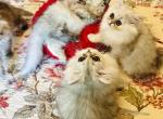 Little Loves - Exotic Kitten For Sale - Ponce De Leon&comma; FL&comma; US