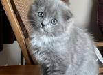 Moondust - Scottish Fold Kitten For Sale - 