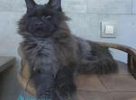 Maik - Maine Coon Kitten For Sale - Miami&comma; FL&comma; US