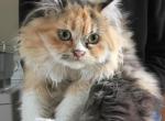 Callies babies - Ragdoll Kitten For Sale - Howell&comma; MI&comma; US