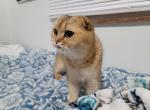 Dara - Scottish Fold Cat For Sale - Cleveland&comma; OH&comma; US
