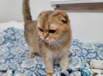 Dara - Scottish Fold Cat For Sale - Cleveland&comma; OH&comma; US