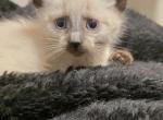 Siamese boy - Siamese Kitten For Sale - Algonquin&comma; IL&comma; US