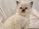 Bunny - Ragdoll Kitten For Sale - 