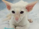 Oswald - Oriental Kitten For Sale - Norwalk&comma; CT&comma; US