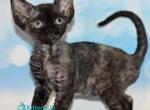 Tisha - Devon Rex Kitten For Sale - Norwalk&comma; CT&comma; US