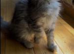 The twins - Maine Coon Kitten For Sale - Baxter&comma; KY&comma; US