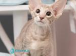 Rochelle - Oriental Kitten For Sale - Norwalk&comma; CT&comma; US