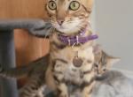 Priscilla - Bengal Cat For Sale/Service - Bath&comma; PA&comma; US