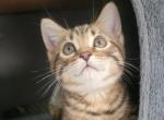 The seven wonders - Bengal Kitten For Sale - Bath&comma; PA&comma; US