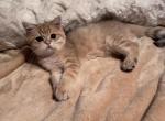 Ginger - British Shorthair Kitten For Sale - San Mateo&comma; CA&comma; US
