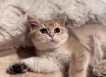 Jenny - British Shorthair Kitten For Sale - San Mateo&comma; CA&comma; US