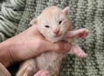 Red Silver boy - Maine Coon Kitten For Sale - MI&comma; US