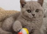 Benito - British Shorthair Kitten For Sale - Pembroke Pines&comma; FL&comma; US
