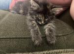 Kitty - Maine Coon Kitten For Sale - Antioch&comma; CA&comma; US