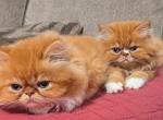 Miss Madea's babies - Persian Kitten For Sale - Muscle Shoals&comma; AL&comma; US