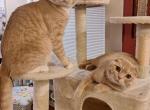 Simba and Fluffy - Scottish Straight Cat For Sale - Hudson&comma; NH&comma; US