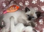 Motchi and Siblings - Siamese Kitten For Sale - Dearborn&comma; MI&comma; US
