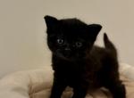 Tera - British Shorthair Kitten For Sale - Philadelphia&comma; PA&comma; US