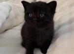 Tera - British Shorthair Kitten For Sale - Philadelphia&comma; PA&comma; US
