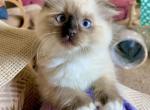 Max - Scottish Fold Kitten For Sale - WI&comma; US
