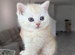 John - Scottish Straight Kitten For Sale - Davenport&comma; FL&comma; US