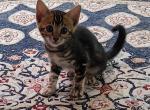 Leia's Charcoal girl - Bengal Kitten For Sale - Buellton&comma; CA&comma; US