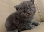Lui - British Shorthair Kitten For Sale - Philadelphia&comma; PA&comma; US