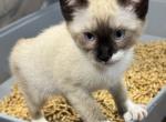 BANDIT SNOW MANX - Siamese Kitten For Sale - Bryan&comma; TX&comma; US