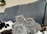 BSH Kittens Spring 26 - British Shorthair Kitten For Sale - 