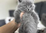 Blu - British Shorthair Kitten For Sale - 
