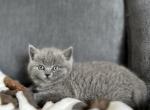 Ralph - British Shorthair Kitten For Sale - Woodland Park&comma; CO&comma; US