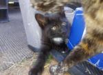 Black Kitty - Domestic Kitten For Sale - Smyrna&comma; SC&comma; US