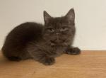 Leo Chocolate Scottish kitten - Scottish Straight Kitten For Sale - Tacoma&comma; WA&comma; US