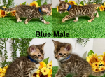 Blue collar marked male - Bengal Kitten For Sale - Mattawan&comma; MI&comma; US