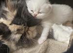 Persian kittens - Persian Kitten For Sale - Woodinville&comma; WA&comma; US